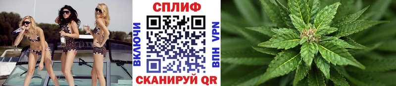 Конопля планчик Каргат